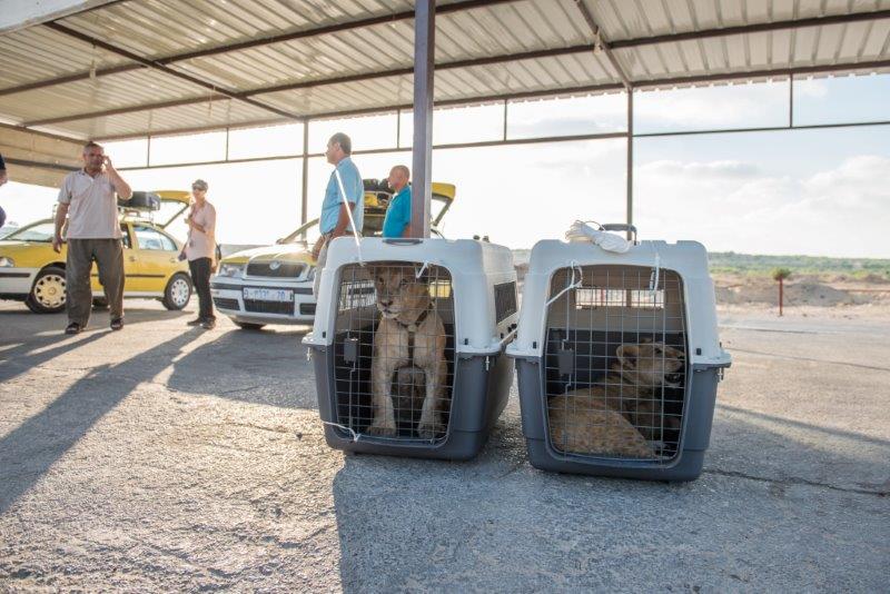 Photo 5 from FOUR PAWS INTERNATIONAL 